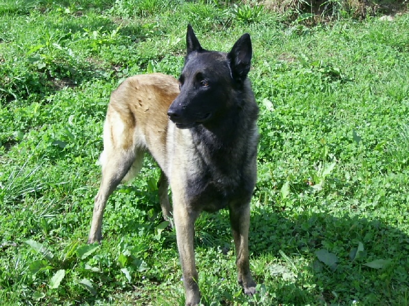 Rambo du guindeau