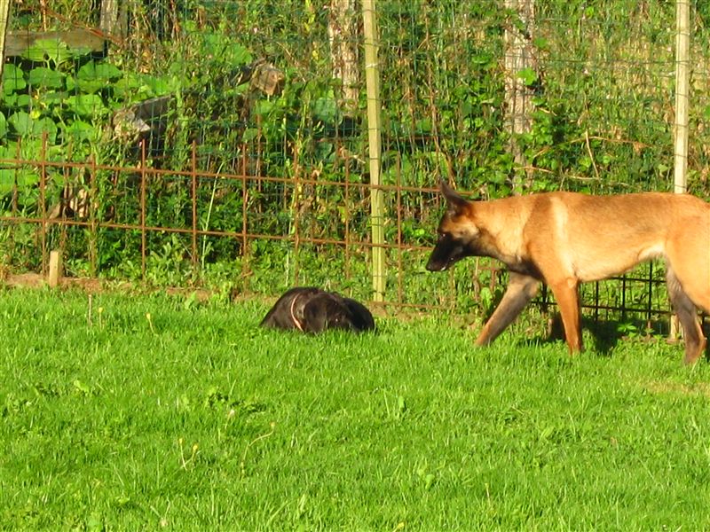 Les Chiots chez eux